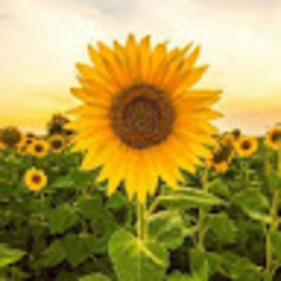 imsunflower6